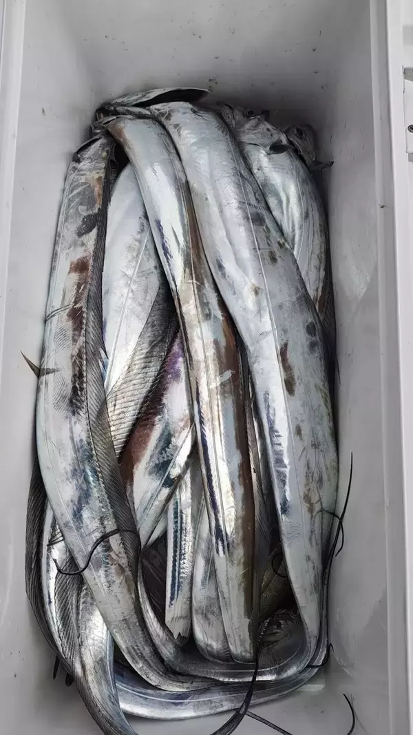 「【釣果速報】千葉県フィッシュオン大勝で人気魚種続々！アジ・ショゴ・イナダ・キジハタ・タチウオと豪華な釣果に！好反応の今こそ出撃のタイミング！」の画像