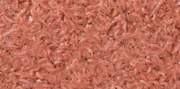 サビキ釣りに用いる撒きエサってどれが釣れるの？