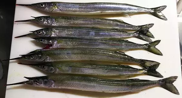 サヨリの釣り方や食べ方を知りたい！銀色の細長い魚はどんな習性なの？
