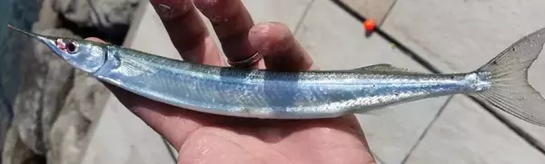 「サヨリの釣り方や食べ方を知りたい！銀色の細長い魚はどんな習性なの？」の画像