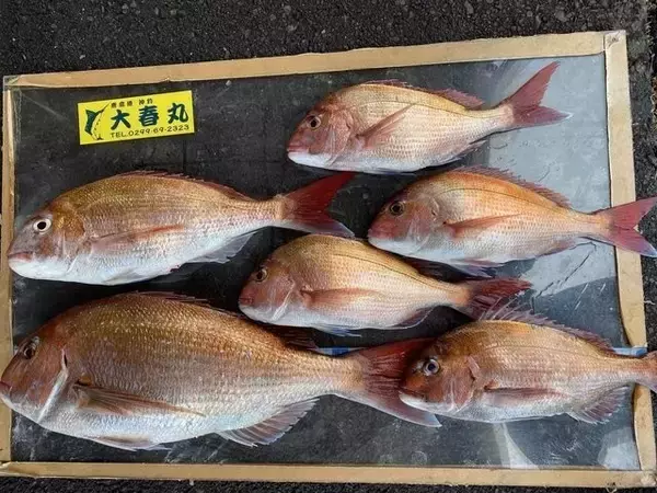 【釣果速報】茨城県大春丸で4.10kgマダイを筆頭にマダイが釣れまくり！船釣りデビュー戦を大物ゲットで飾りませんか？