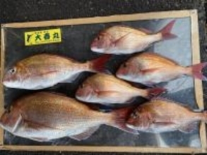 【釣果速報】茨城県大春丸で4.10kgマダイを筆頭にマダイが釣れまくり！船釣りデビュー戦を大物ゲットで飾りませんか？