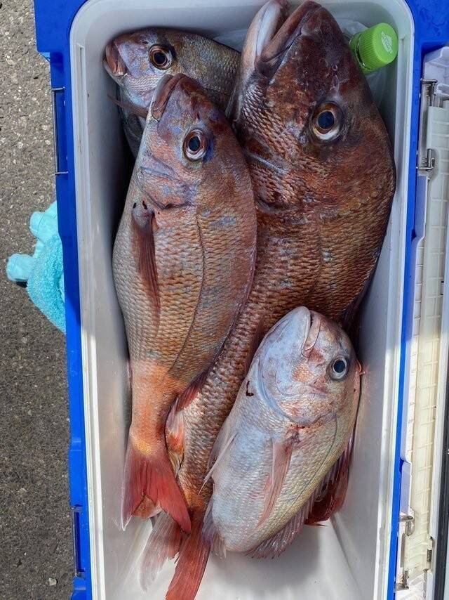【釣果速報】茨城県大春丸で4.10kgマダイを筆頭にマダイが釣れまくり！船釣りデビュー戦を大物ゲットで飾りませんか？