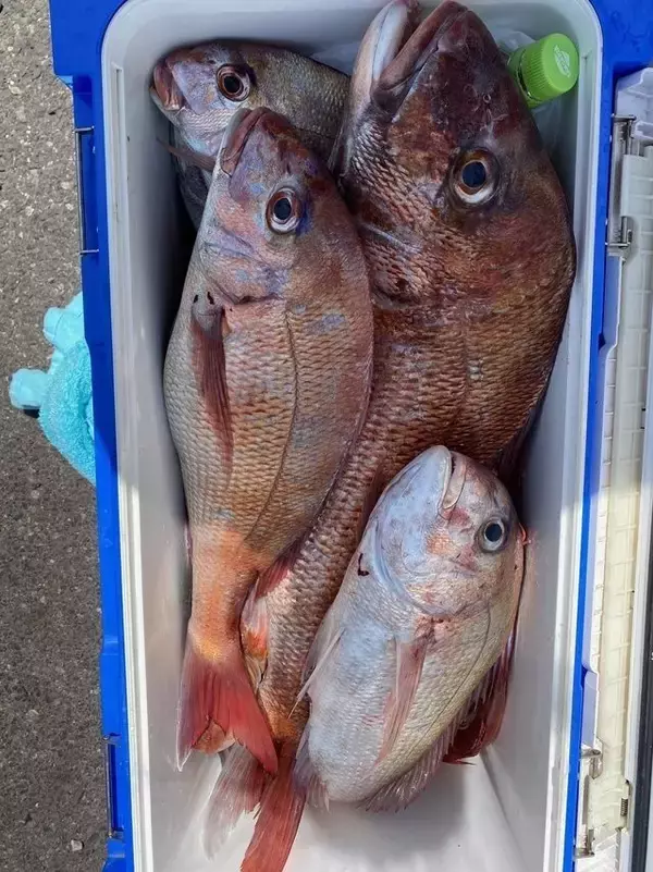 「【釣果速報】茨城県大春丸で4.10kgマダイを筆頭にマダイが釣れまくり！船釣りデビュー戦を大物ゲットで飾りませんか？」の画像