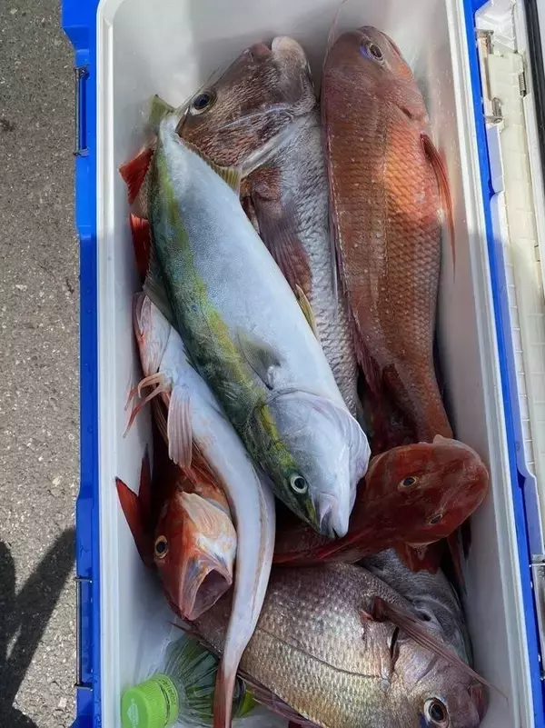 「【釣果速報】茨城県大春丸で4.10kgマダイを筆頭にマダイが釣れまくり！船釣りデビュー戦を大物ゲットで飾りませんか？」の画像
