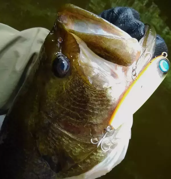 シーバスや青物に効くポポペン75Fをバス釣りで使ってみた！【ジャンプライズ】