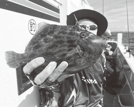 アタリを求めて試行錯誤　難しくて面白いカワハギ