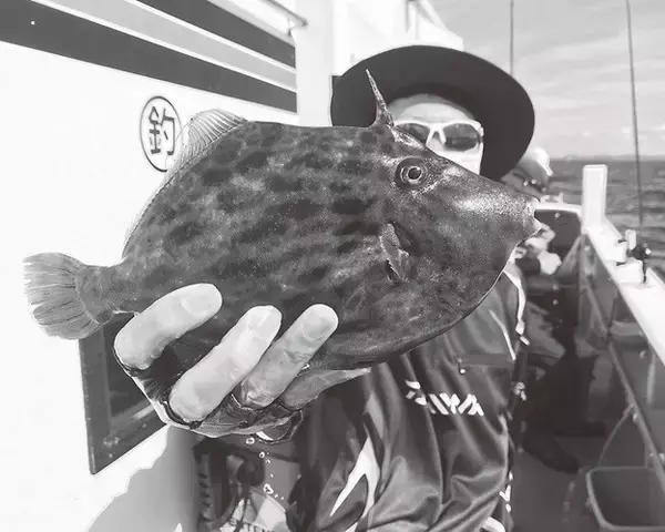 アタリを求めて試行錯誤　難しくて面白いカワハギ