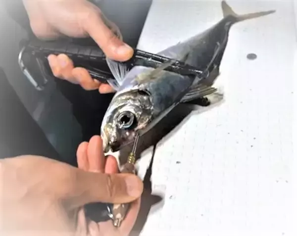 「アジ〆ピック3は2022年リリースの脳締めに便利なアイテム【アジング】」の画像