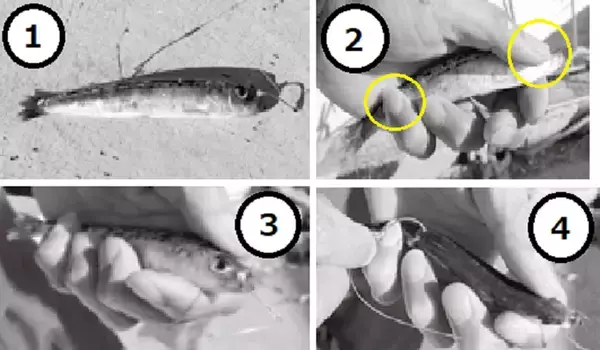 「ヒラメ～全エリアオープン狙え大判！～」の画像