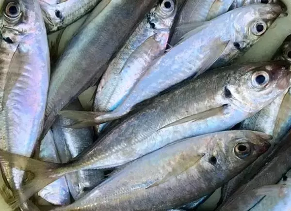 「フロートアジングで釣れないときの対処法！どうすればアジが食ってくるの？」の画像