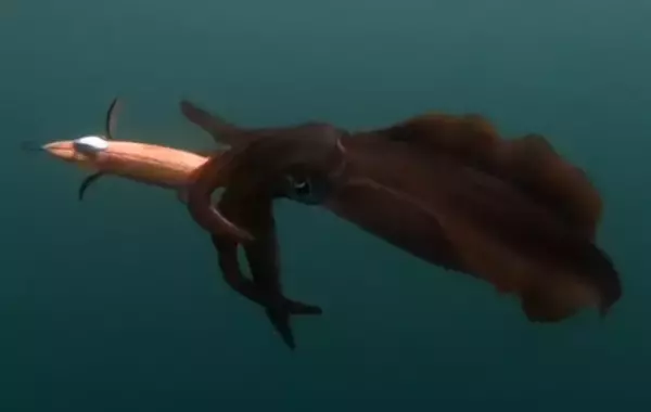 エメラルダス ステイタイプS RV・4.0号サイズに2022年追加カラー登場！