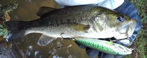 メジャークラフトのデイズを実釣インプレしてみた コスパ優秀なバス釣り用ロッド 21年10月4日 エキサイトニュース メジャークラフトのデイズを実釣インプレしてみた コスパ優秀なバス釣り用ロッド 21年10月4日 エキサイトニュース