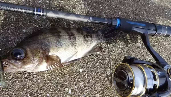 「【メバリング】遠くのポイントを釣るためのフロートリグをマスターしたい！」の画像