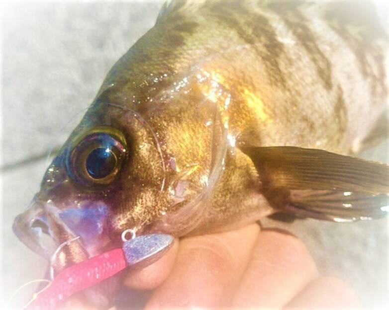 【メバリング】遠くのポイントを釣るためのフロートリグをマスターしたい！