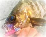 「【メバリング】遠くのポイントを釣るためのフロートリグをマスターしたい！」の画像6