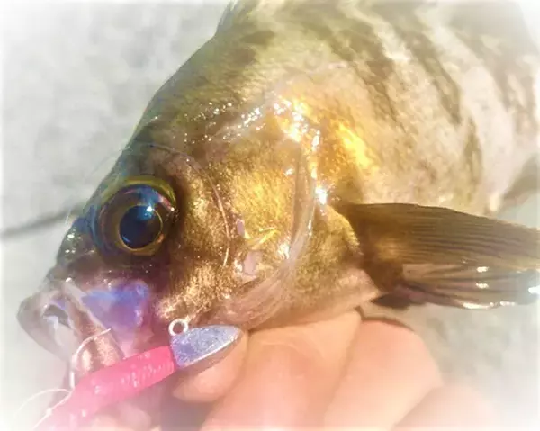 「【メバリング】遠くのポイントを釣るためのフロートリグをマスターしたい！」の画像