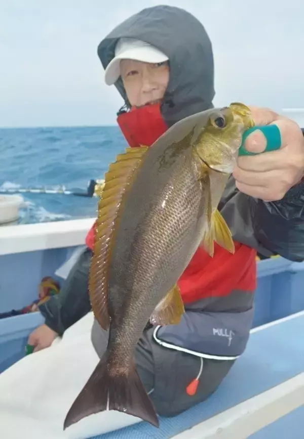 「大原イサキ急上昇！数もサイズも大満足」の画像