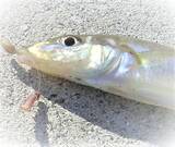 「カンタンなキスの捌き方をマスターしたい！シロギスの釣り方やおすすめタックル特集」の画像4