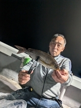 【釣果速報】和歌山県SevenSWellでイサギやアジを好調にゲット！人気魚種を狙うなら今がチャンス！