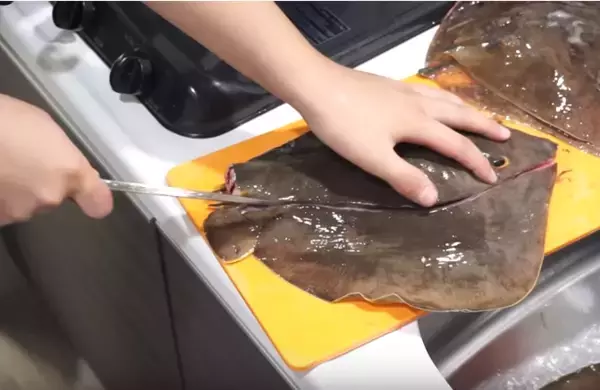 「アカエイの捌き方や食べ方って知ってる！？リリースしちゃう前に知っておきたい豆知識をご紹介！」の画像