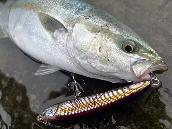 「LSP で狙う三浦半島の青物ゲーム！」の画像