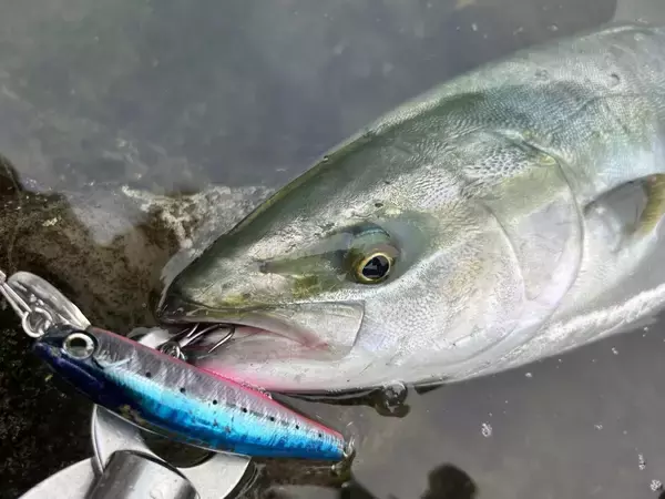 「LSP で狙う三浦半島の青物ゲーム！」の画像