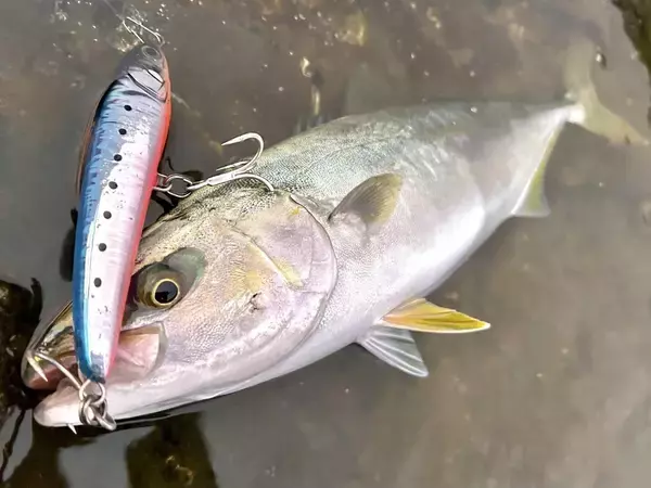 「LSP で狙う三浦半島の青物ゲーム！」の画像