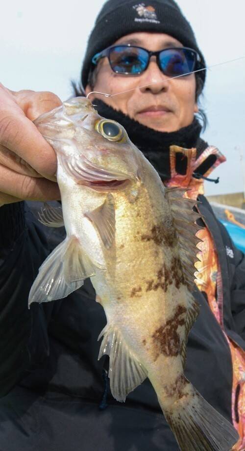 東京湾に春を告げる風物詩　出足良好！ エビメバル開幕