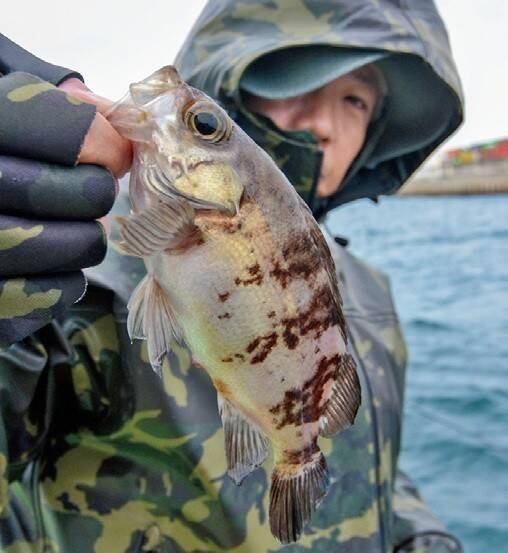東京湾に春を告げる風物詩　出足良好！ エビメバル開幕