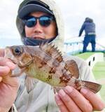 「東京湾に春を告げる風物詩　出足良好！ エビメバル開幕」の画像6