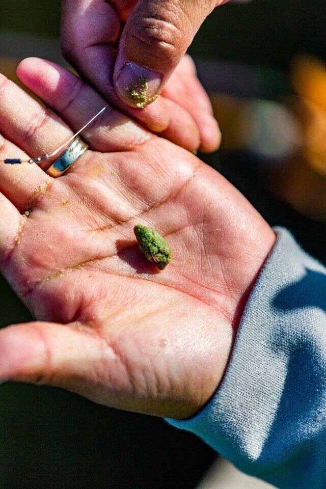 200尾！？がまかつのへら竿「千早」7尺が勇躍！これぞ“ヤマシンセット”の真骨頂、バラケも食わせる超絶セットが炸裂！！