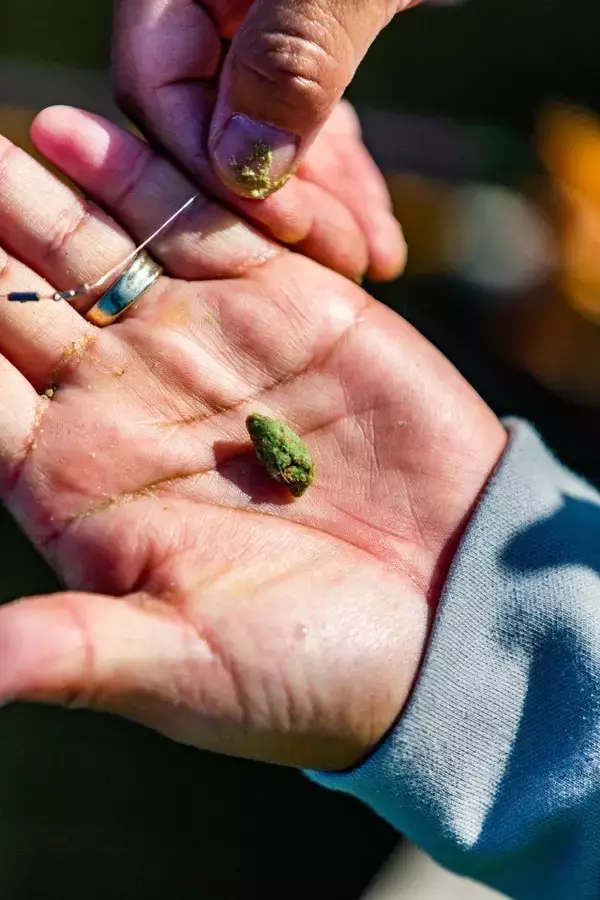 「200尾！？がまかつのへら竿「千早」7尺が勇躍！これぞ“ヤマシンセット”の真骨頂、バラケも食わせる超絶セットが炸裂！！」の画像