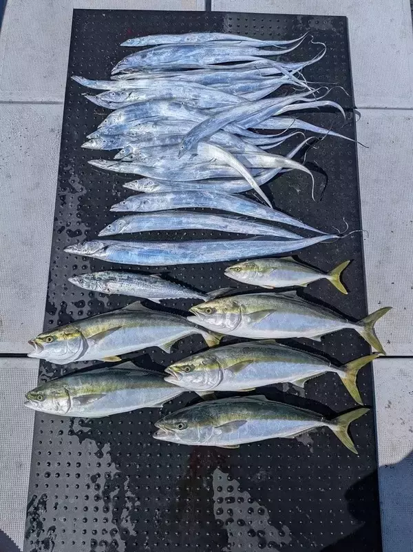 「【釣果速報】和歌山県SevenSWellでタチウオ全員安打達成！仲間とわいわい釣りを楽しみたいならSevenSWellに決まり！」の画像