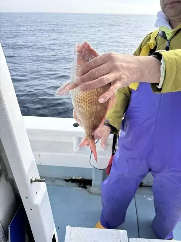 【釣果速報】静岡県安菜丸でマダイ・イナダ・カワハギGET！マダイ坊主なしで好調！この波に乗ろう！