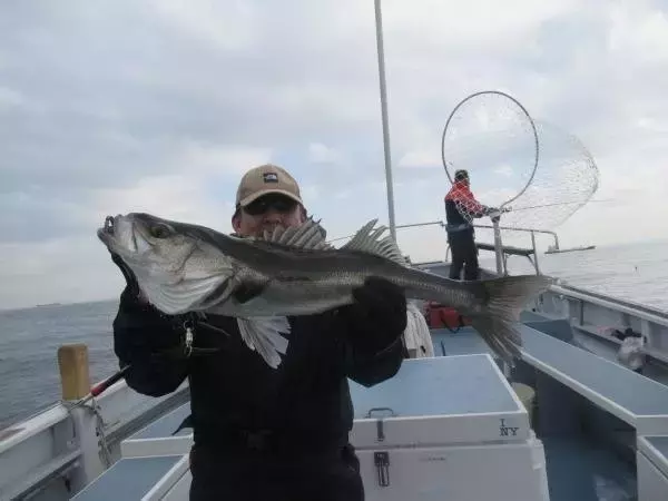 【釣果速報】神奈川県長崎屋で大人気のシーバス釣行！船長厳選のポイントで全員ヒットの大熱戦！今後爆釣の予感！