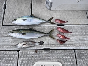 【釣果速報】メジロ・クログチ・ガシラなど多魚種で楽しめる！バラエティ豊かに釣りたいなら大阪JACKに乗船だ！