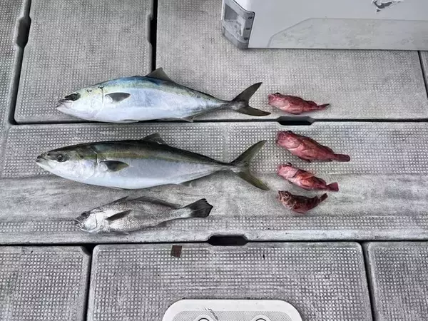 【釣果速報】メジロ・クログチ・ガシラなど多魚種で楽しめる！バラエティ豊かに釣りたいなら大阪JACKに乗船だ！