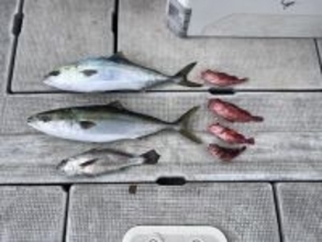 【釣果速報】メジロ・クログチ・ガシラなど多魚種で楽しめる！バラエティ豊かに釣りたいなら大阪JACKに乗船だ！