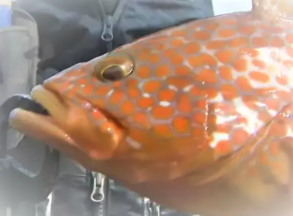 「キジハタをワームで釣りたい！カラーやサイズの選び方をチェック」の画像