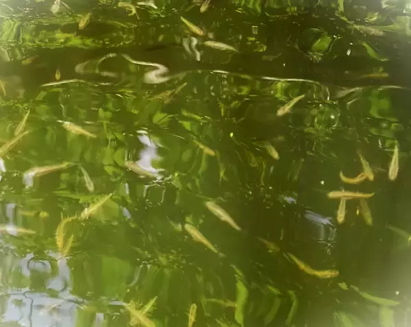 「ベイトフィッシュってどんな魚のことなの？深く知っておきたい釣り用語特集」の画像