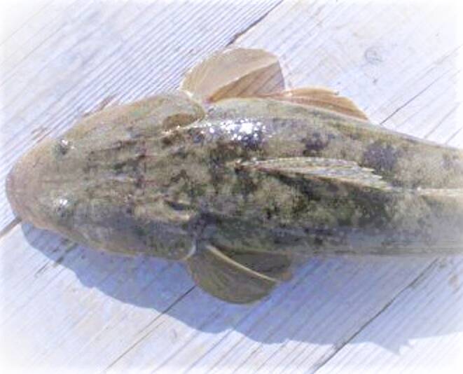 マゴチの釣り方特集！5月ならどこでどうやって釣ればいいの？