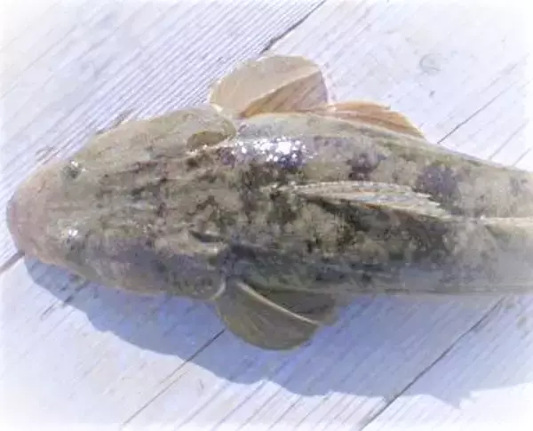 「マゴチの釣り方特集！5月ならどこでどうやって釣ればいいの？」の画像