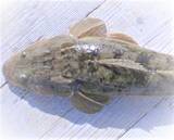 「マゴチの釣り方特集！5月ならどこでどうやって釣ればいいの？」の画像8