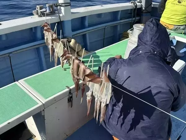 「【釣果速報】なんて映える釣果写真なんだ！40cmクラスのスルメイカを順調にゲット！神奈川県大松丸でどでかいイカを獲ろう！」の画像