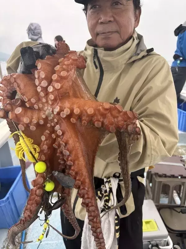 「【釣果速報】兵庫県こうじん丸で2.30kgの巨大マダコ釣れる！順調にサイズアップしているマダコをキャッチしに行こう！」の画像