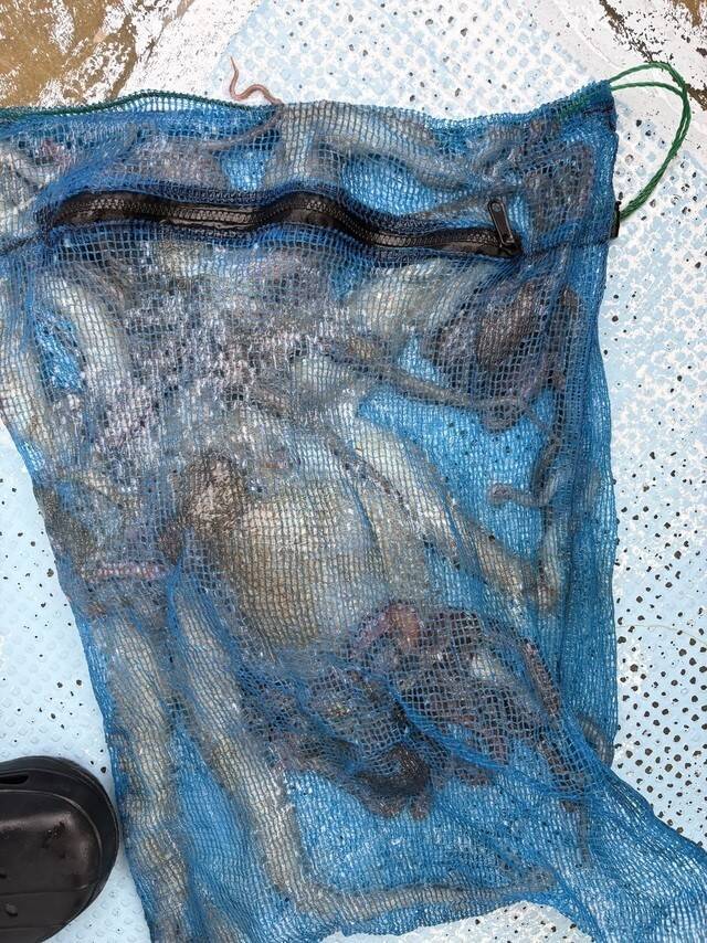 【釣果速報】兵庫県こうじん丸で2.30kgの巨大マダコ釣れる！順調にサイズアップしているマダコをキャッチしに行こう！