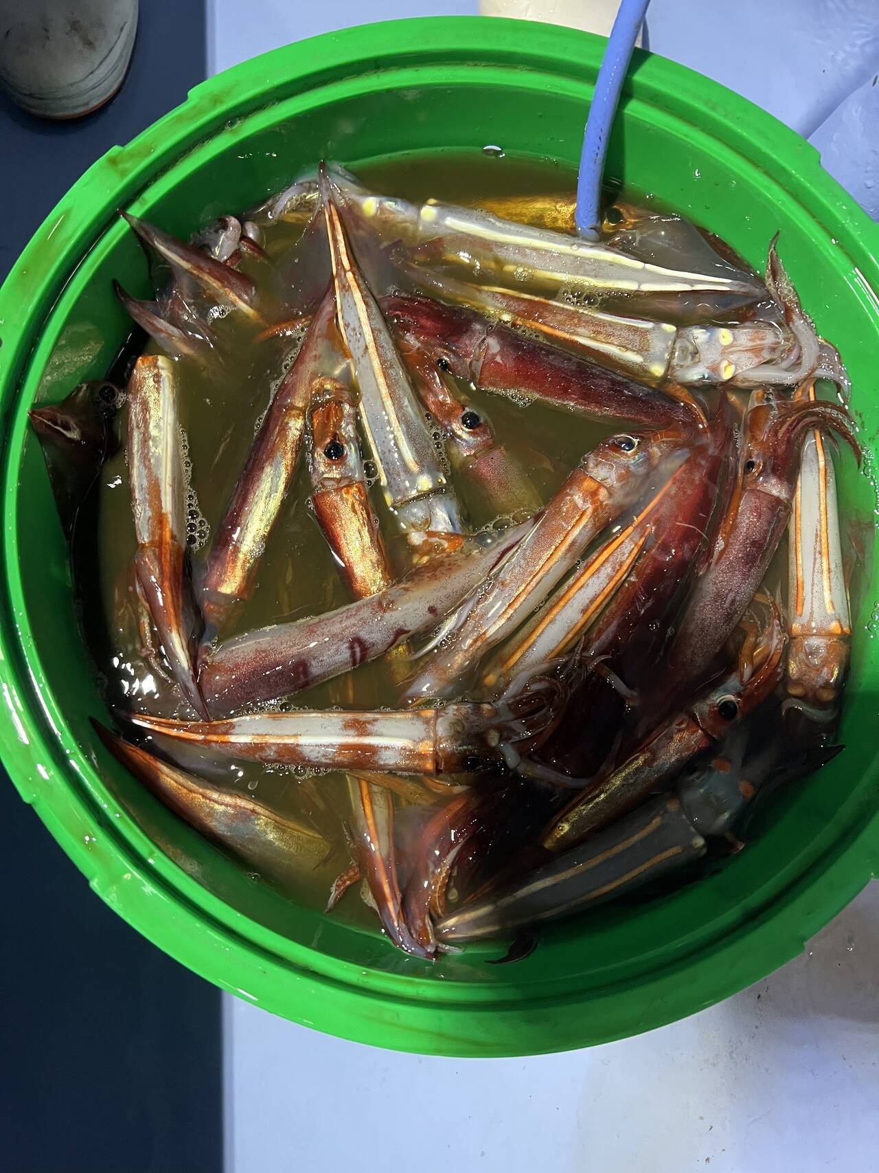 釣果速報 茨城県幸栄丸で良型マダイ ヒラメゲット 豪華ゲストも 鹿嶋の海は今 魚影濃厚で可能性に満ち溢れてます 22年9月7日 エキサイトニュース