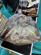 【釣果速報】和歌山県良栄丸でスルメイカ釣行が好調！竿頭は52匹ゲット！今後の釣行も期待大！