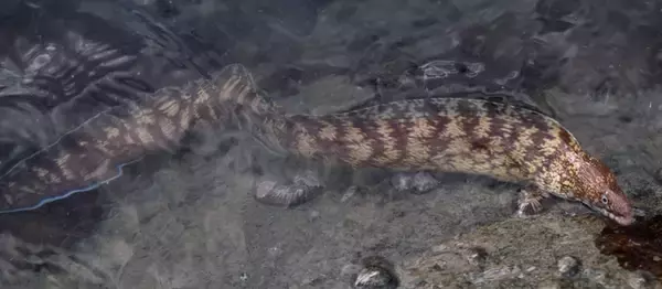 ウツボって食べたことある？海のギャングを釣り上げてみよう